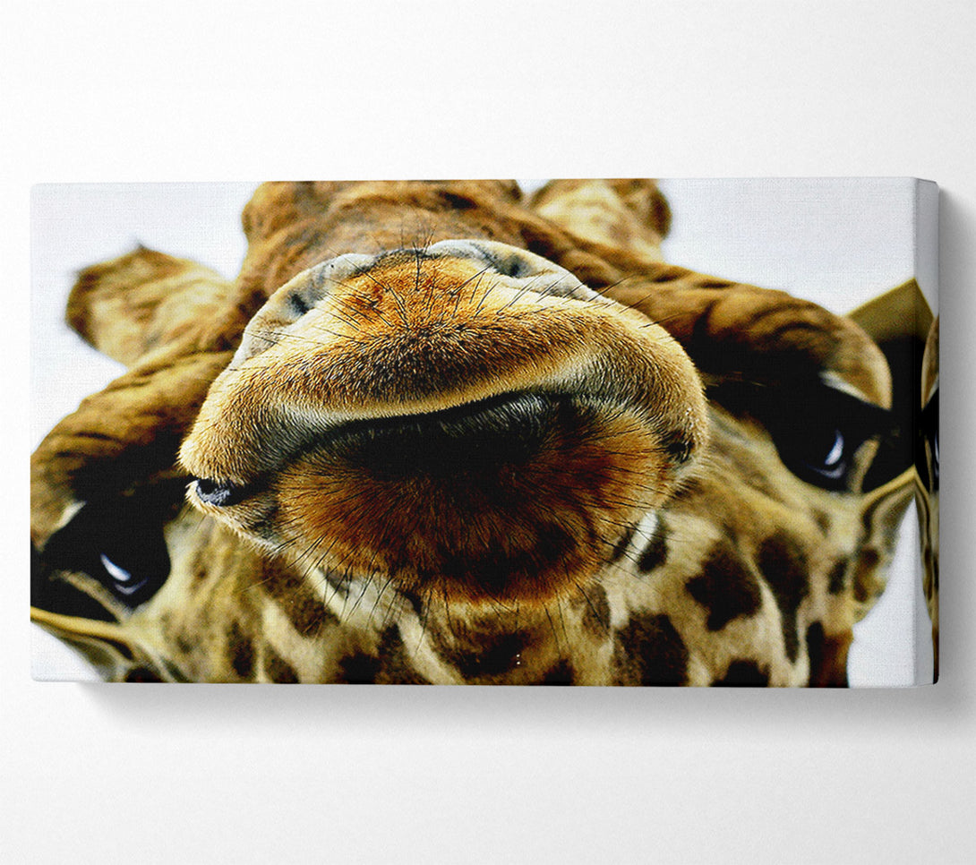  A Canvas Print of What Are You Looking At Giraffe Canvas Wall Art