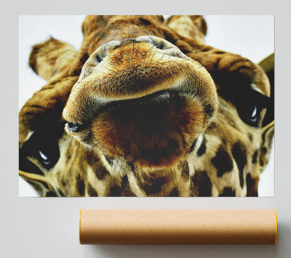 What Are You Looking At Giraffe Giclee Print