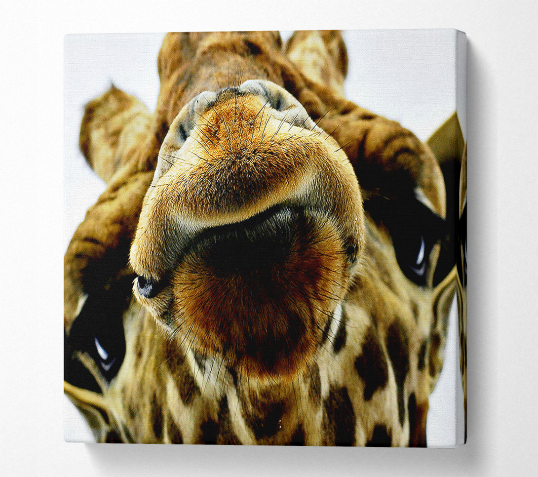  A Canvas Print of What Are You Looking At Giraffe Canvas Wall Art