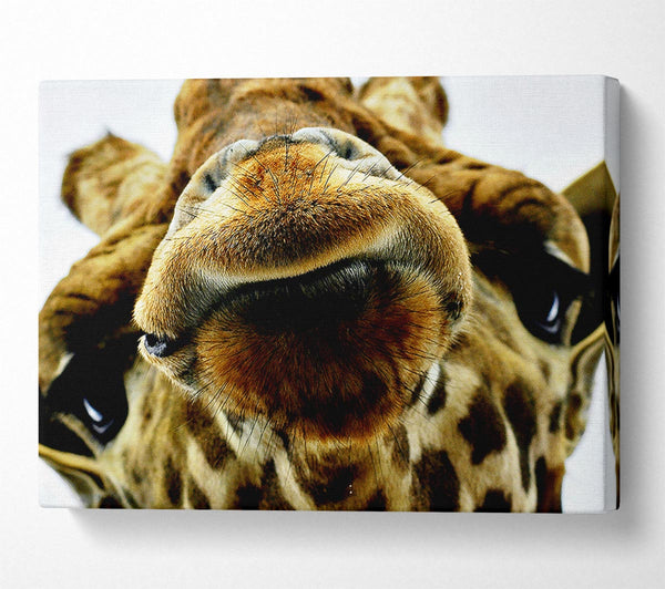  A Canvas Print of What Are You Looking At Giraffe Canvas Wall Art