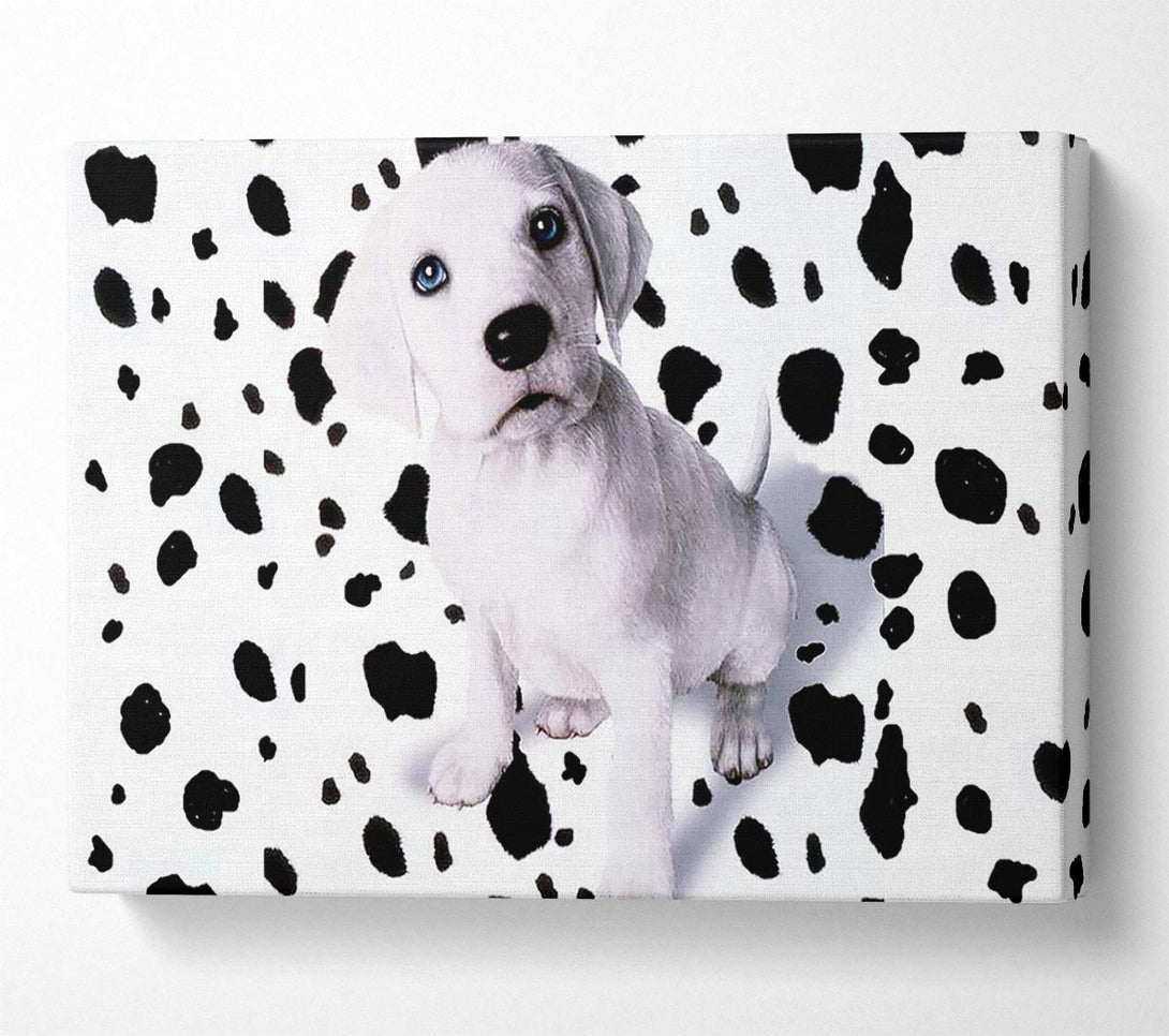  A Canvas Print of Wheres My Spots Dalmatian Canvas Print