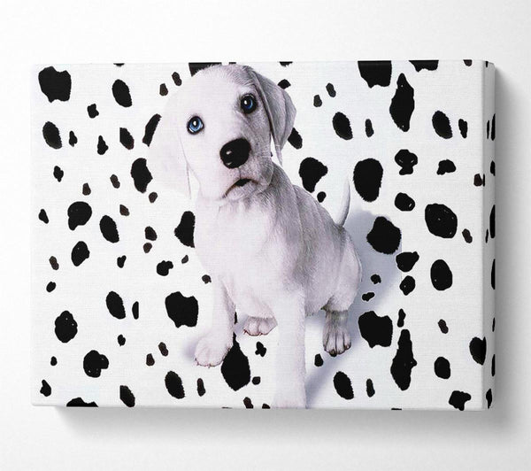  A Canvas Print of Wheres My Spots Dalmatian Canvas Print