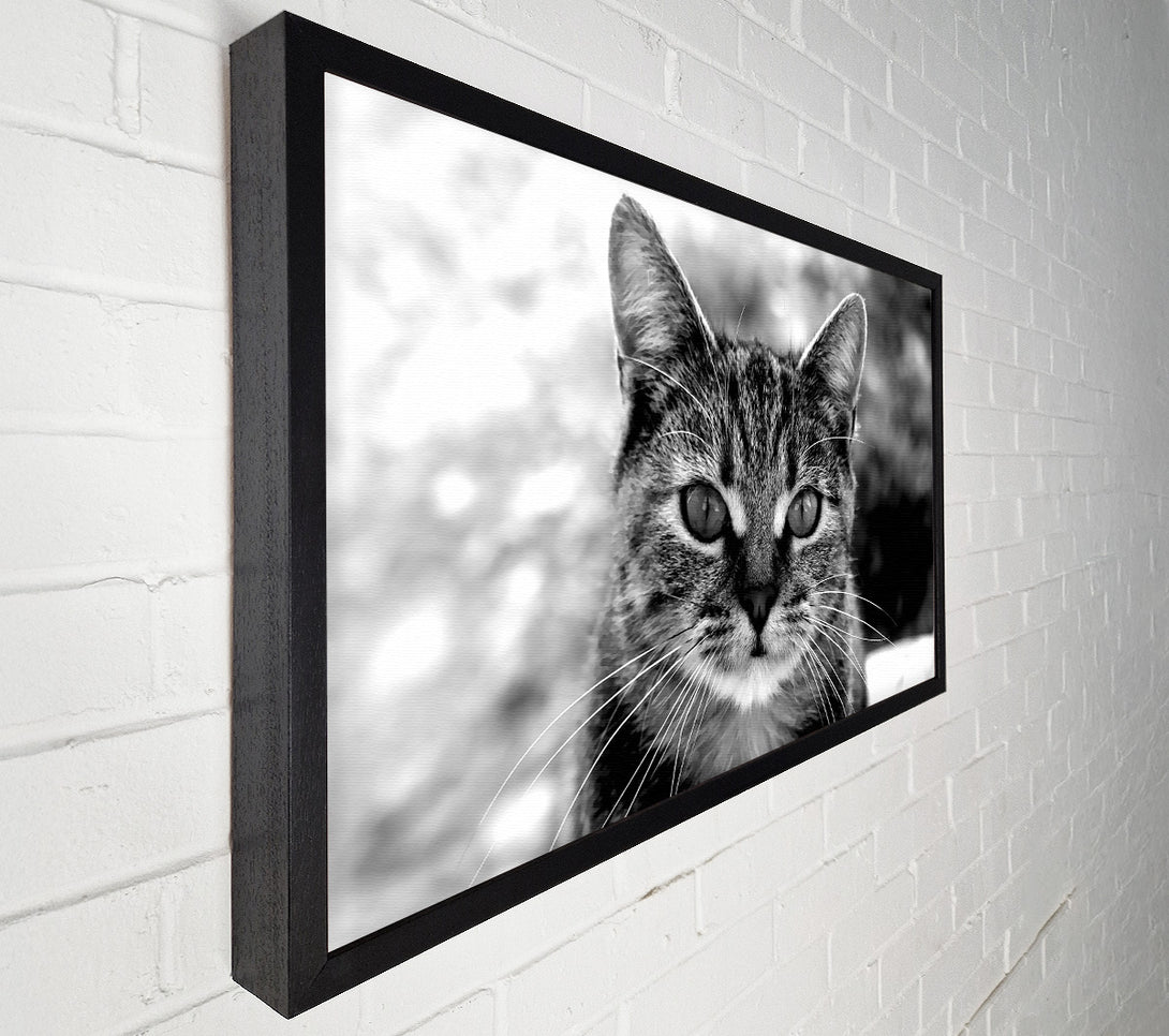  A Canvas Print of Whiskers Canvas Wall Art