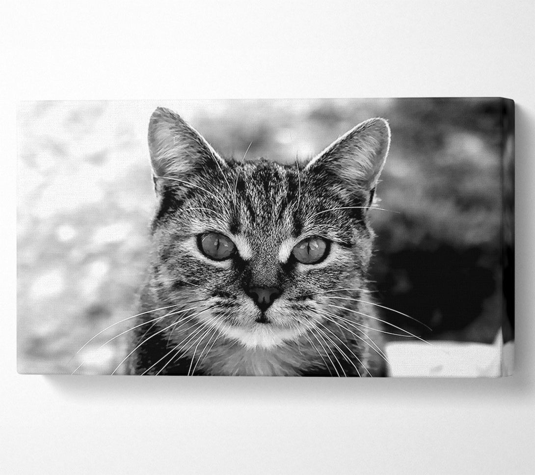  A Canvas Print of Whiskers Canvas Wall Art