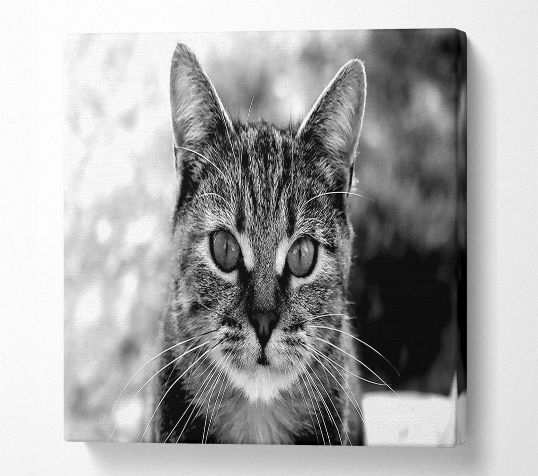  A Canvas Print of Whiskers Canvas Wall Art