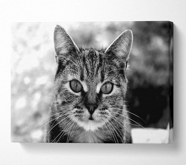  A Canvas Print of Whiskers Canvas Wall Art