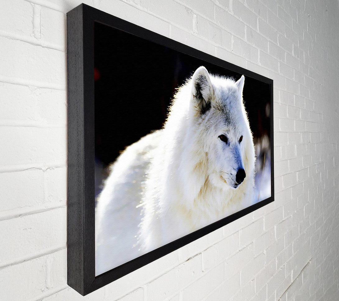  A Canvas Print of White Arctic Wolf Canvas Print