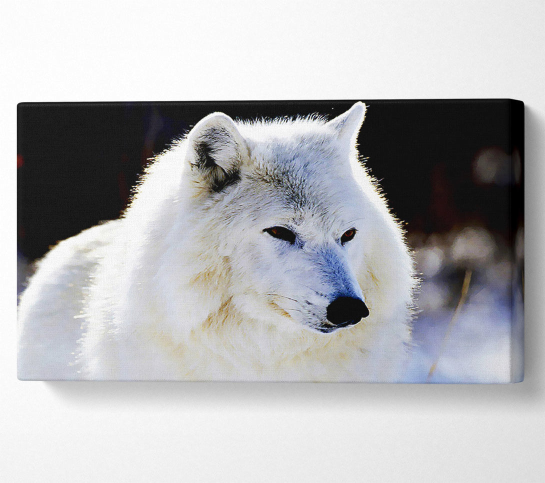  A Canvas Print of White Arctic Wolf Canvas Print