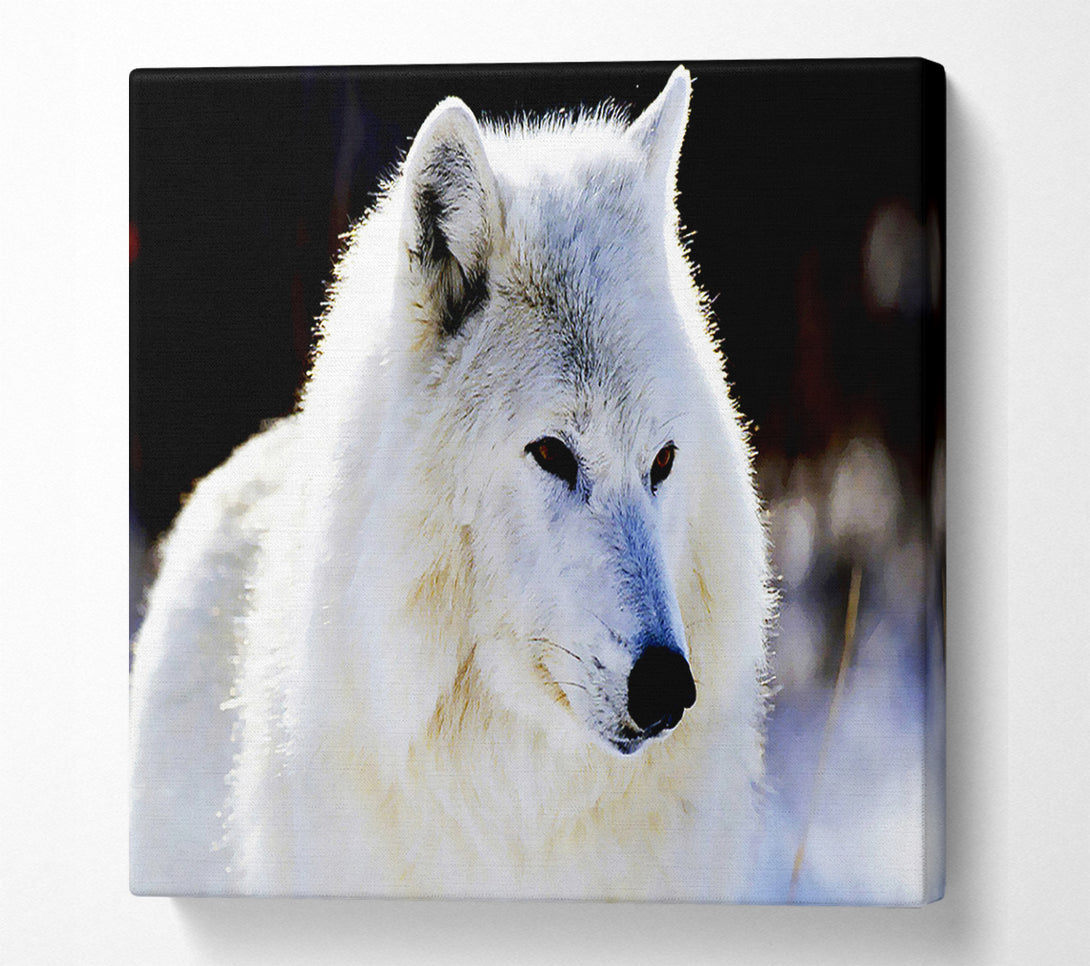  A Canvas Print of White Arctic Wolf Canvas Print