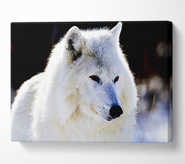  A Canvas Print of White Arctic Wolf Canvas Print