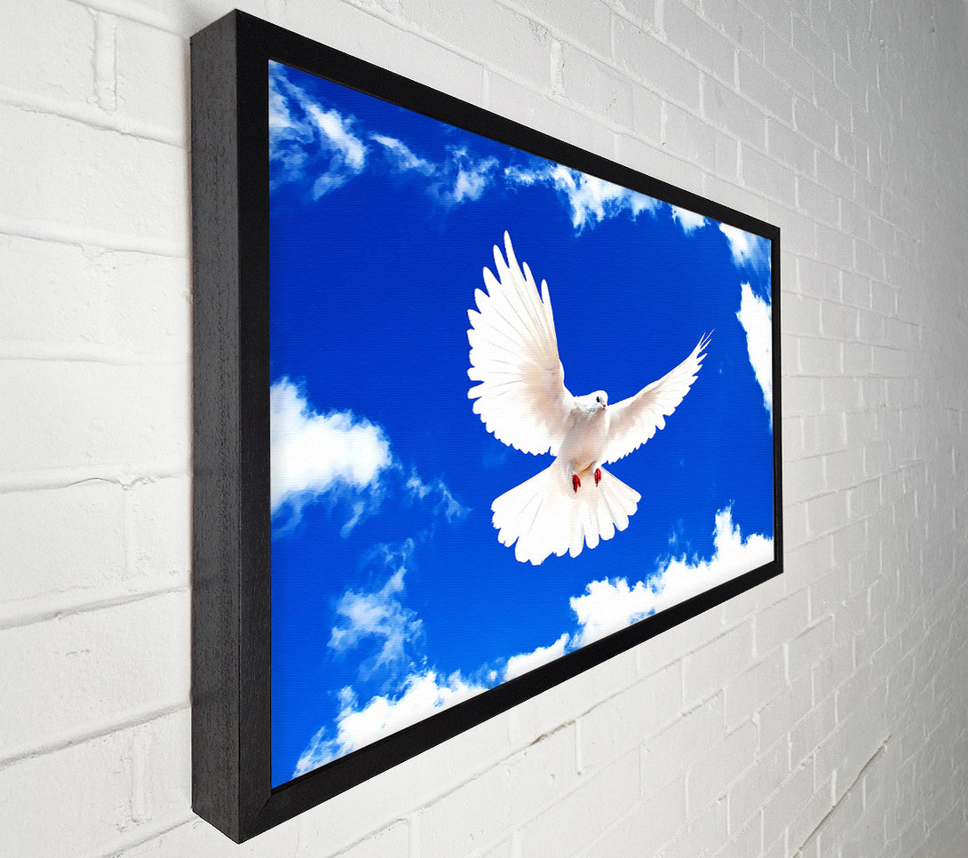  A Canvas Print of White Dove Canvas Print
