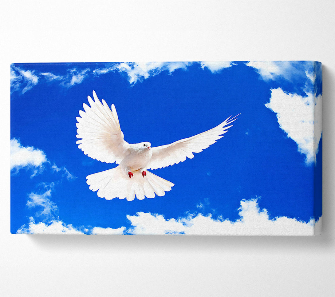  A Canvas Print of White Dove Canvas Print