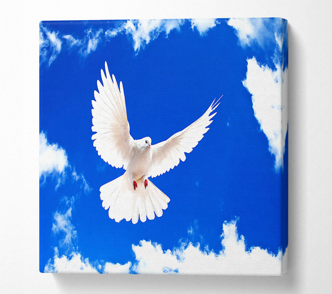 A Canvas Print of White Dove Canvas Print