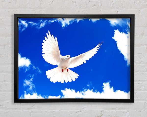 White Dove Framed Print