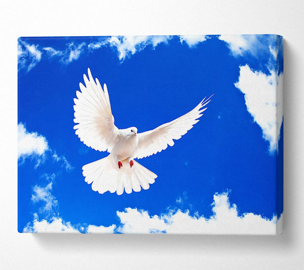  A Canvas Print of White Dove Canvas Print