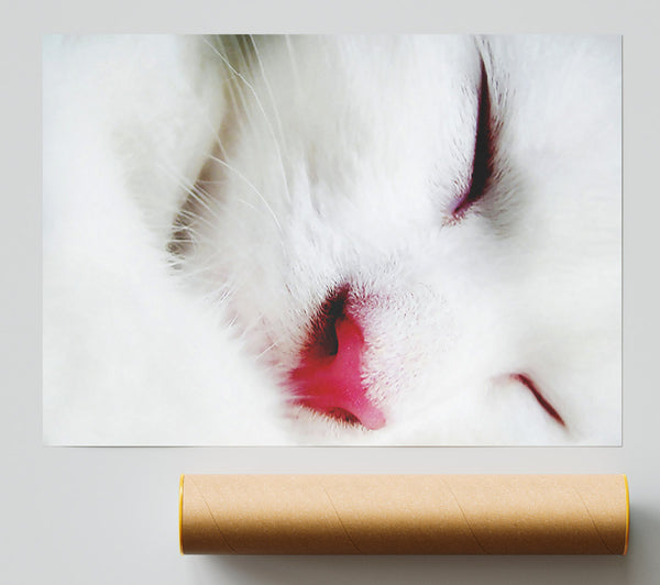 White Fluffy Cat Print
