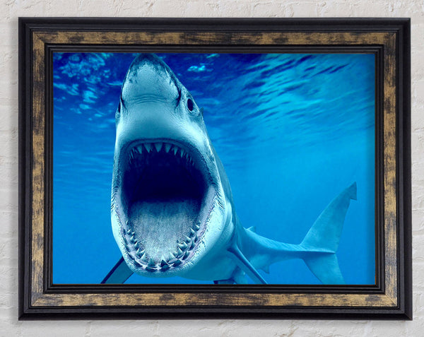 White Shark Teeth Framed Print