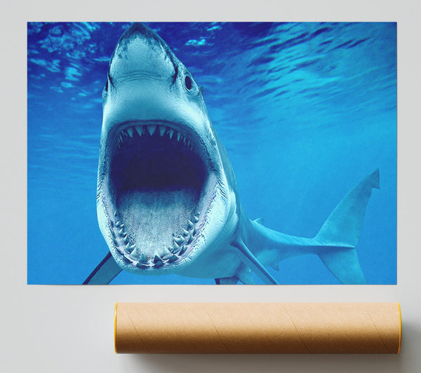 White Shark Teeth Poster