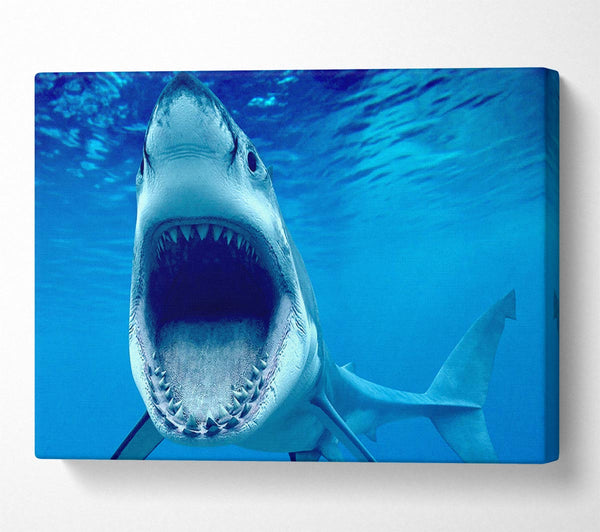  A Canvas Print of White Shark Teeth Canvas Art