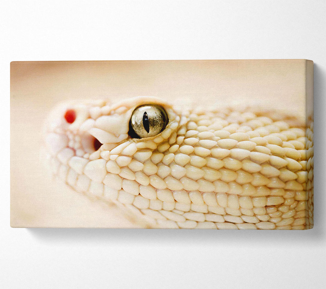  A Canvas Print of White Snake Canvas Art