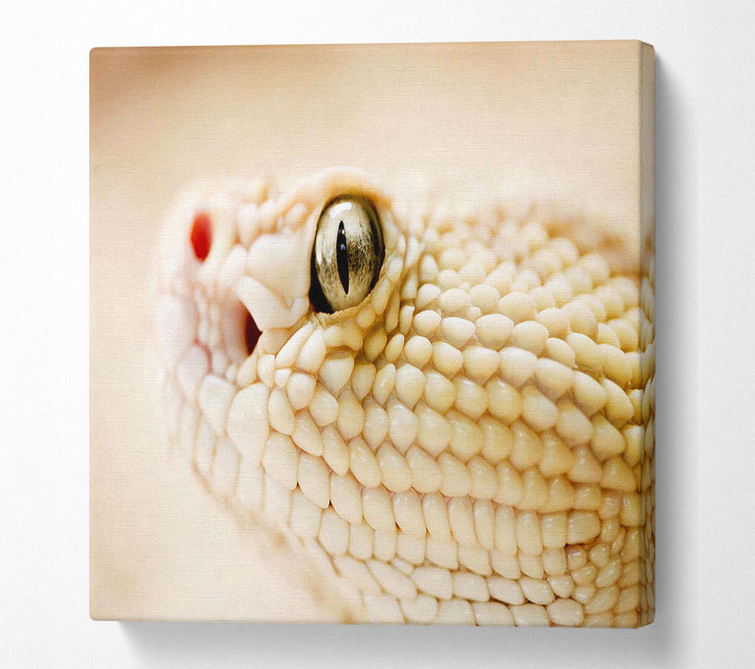  A Canvas Print of White Snake Canvas Art