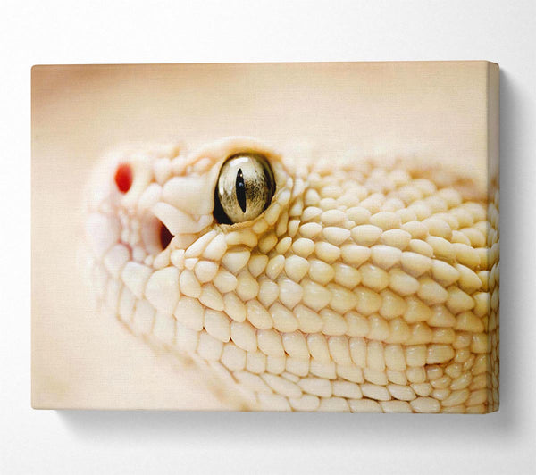  A Canvas Print of White Snake Canvas Art