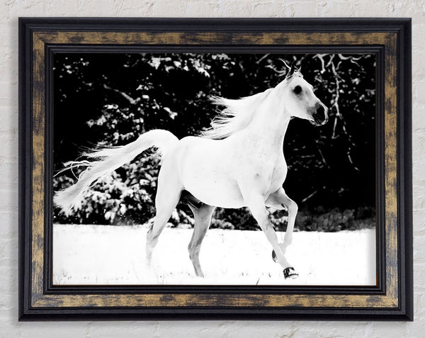 White Stallion Trot Framed Print