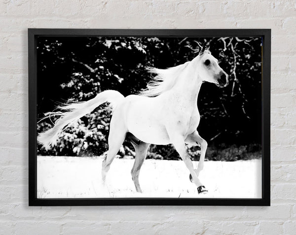 White Stallion Trot Framed Print