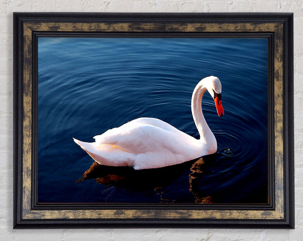 White Swan In Water Framed Print