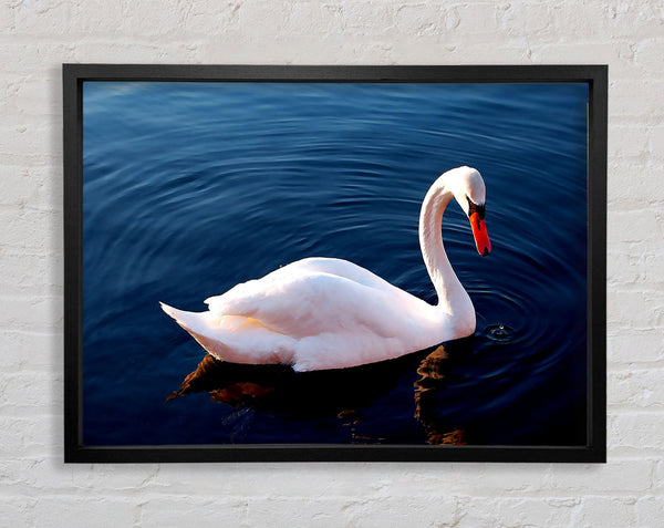 White Swan In Water Framed Print