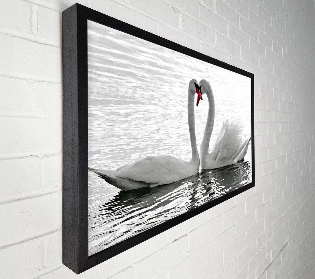  A Canvas Print of White Swans 2 Canvas Art