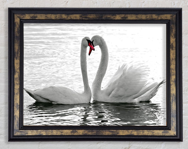 White Swans 2 Framed Print