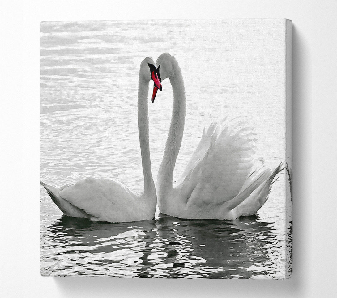  A Canvas Print of White Swans 2 Canvas Art