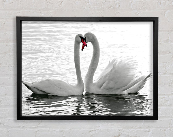White Swans 2 Framed Print