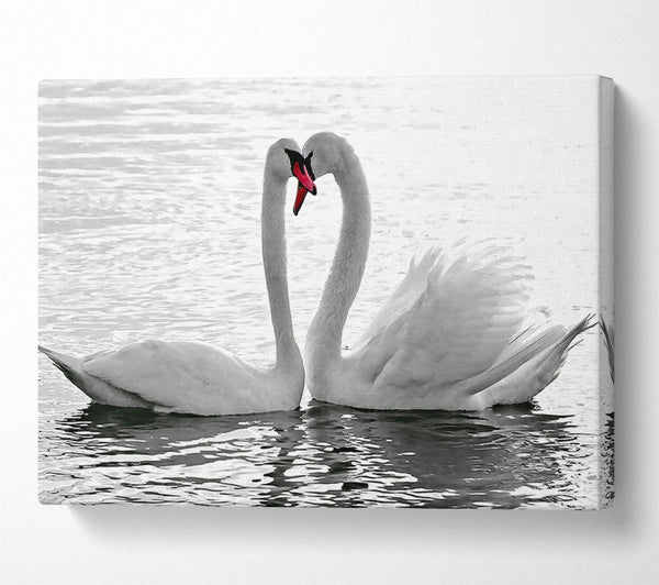  A Canvas Print of White Swans 2 Canvas Art