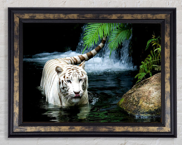 White Tiger Beautiful Framed Print