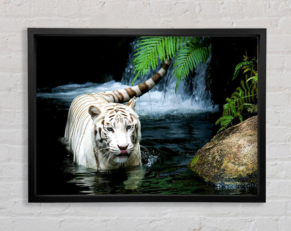 White Tiger Beautiful Framed Print
