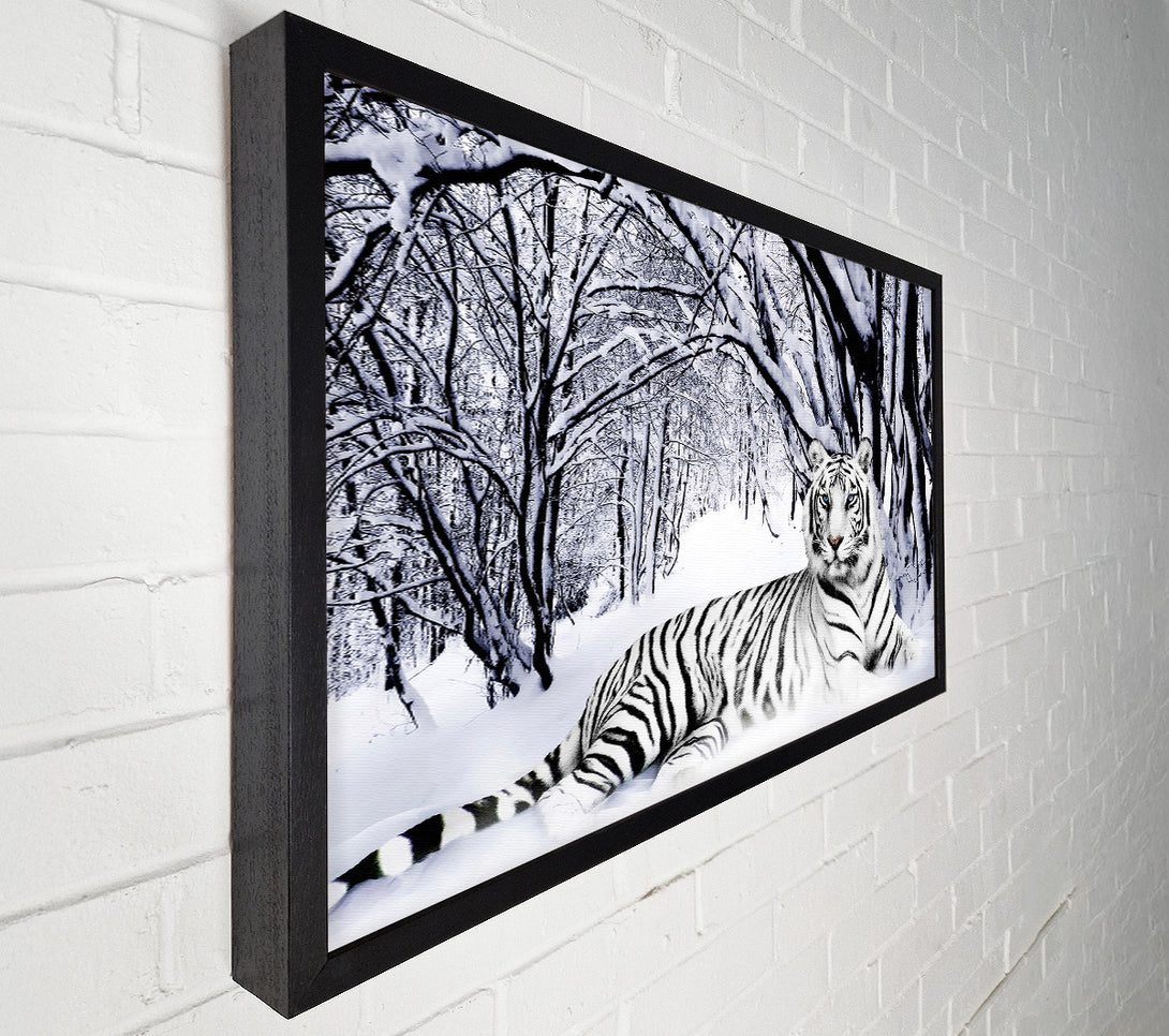 A Canvas Print of White Tiger In The Snow Canvas Print