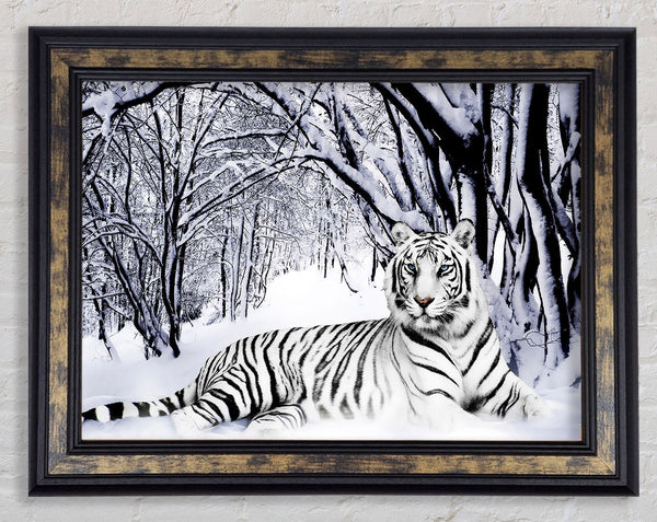 White Tiger In The Snow Framed Print