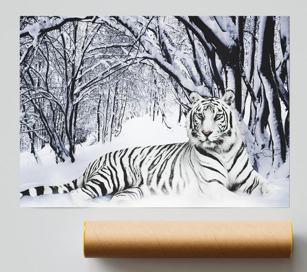 White Tiger In The Snow Giclee Print