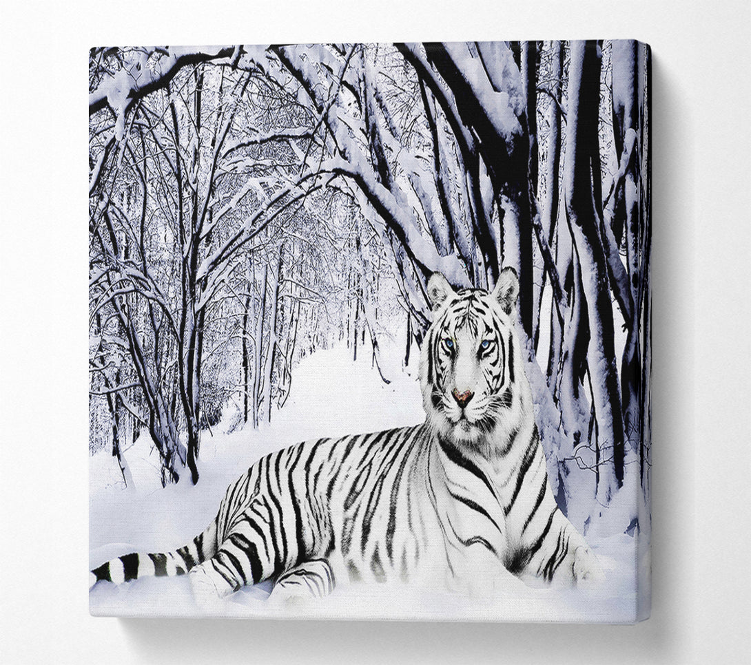  A Canvas Print of White Tiger In The Snow Canvas Print