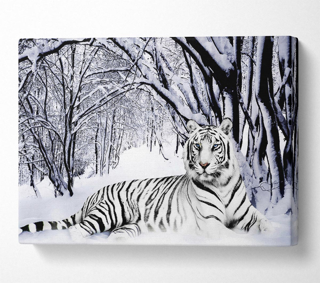  A Canvas Print of White Tiger In The Snow Canvas Print