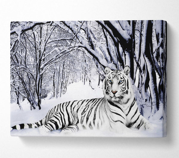  A Canvas Print of White Tiger In The Snow Canvas Print