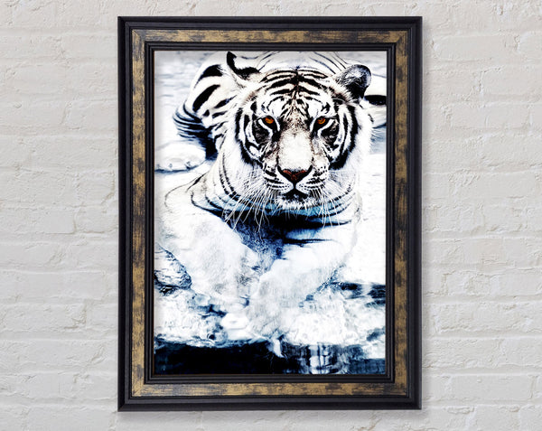 White Tiger Stare Framed Print