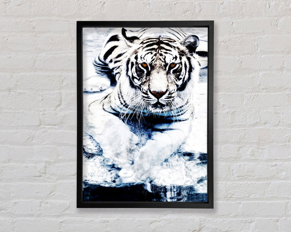 White Tiger Stare Framed Print
