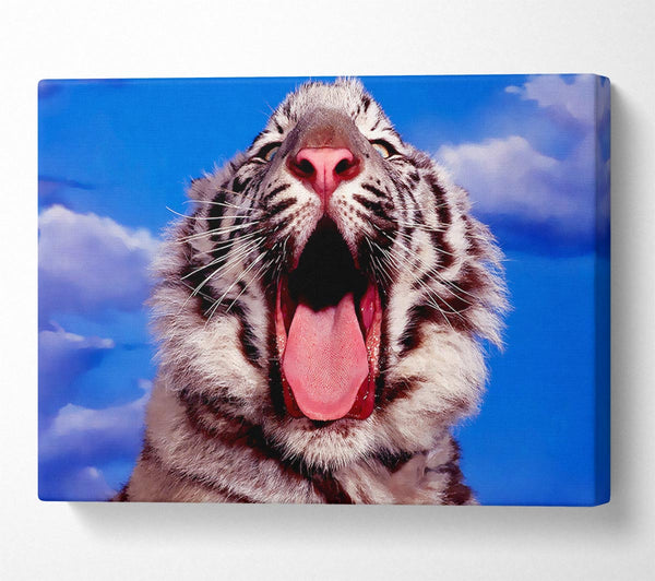  A Canvas Print of White Tiger Yawn Canvas Art