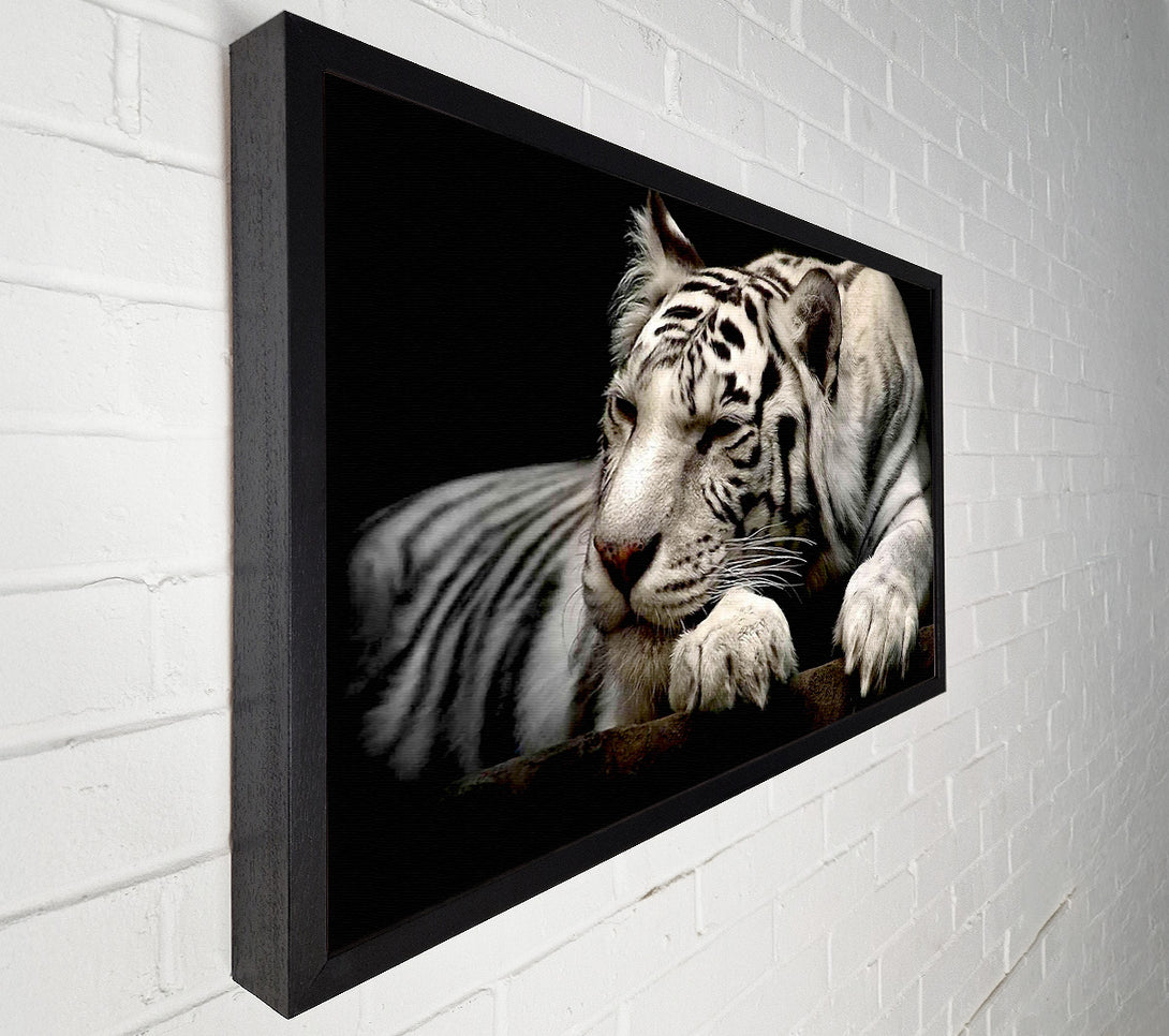  A Canvas Print of White Tiger Rest Canvas Art