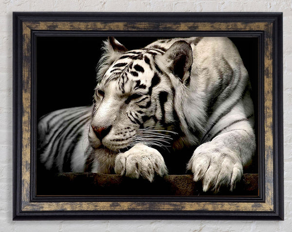 White Tiger Rest Framed Print