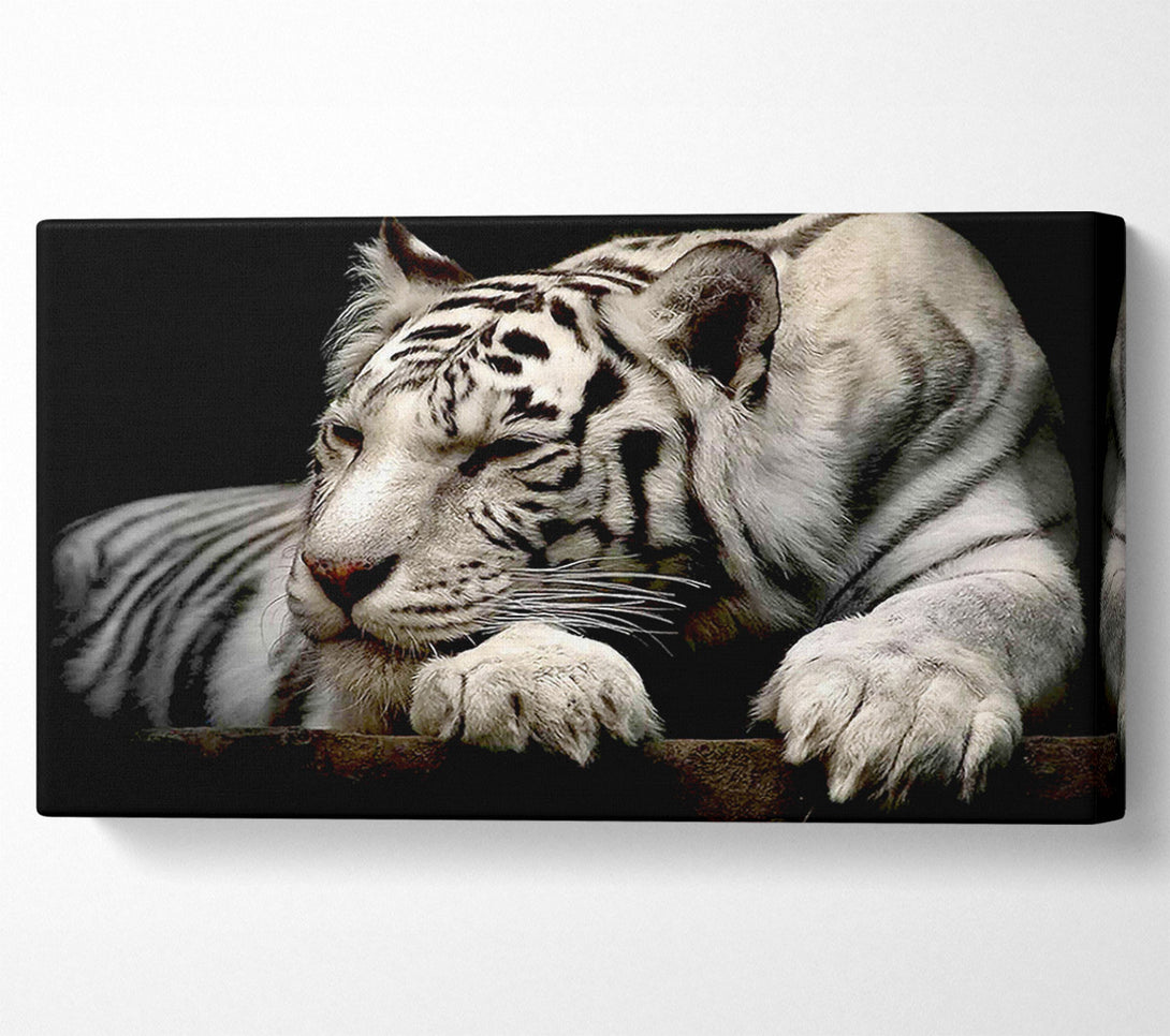  A Canvas Print of White Tiger Rest Canvas Art