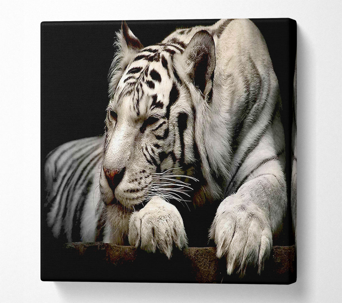  A Canvas Print of White Tiger Rest Canvas Art